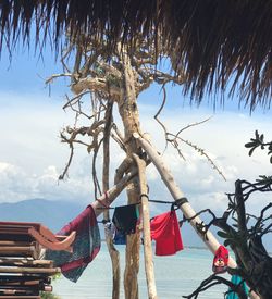 Low angle view of bicycle hanging on tree at beach against sky