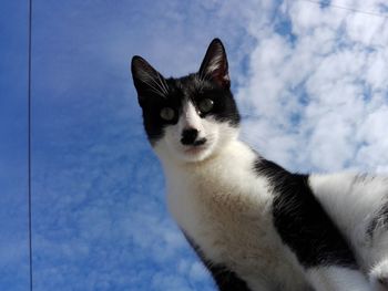 Close-up portrait of cat against sky