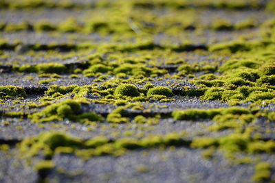 Full frame shot of moss growing on rock