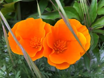 Close-up of orange marigold blooming outdoors