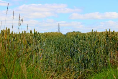 Crops growing on field against sky