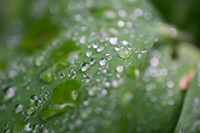 Close-up of water drops on plant