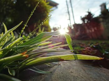 Close-up of fresh flower plant against sky