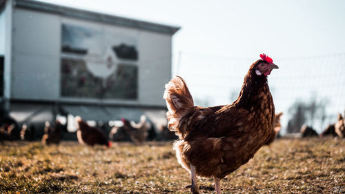 Close-up of a bird on field