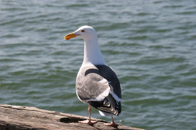 Seagull perching on a lake