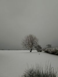 Bare trees against sky