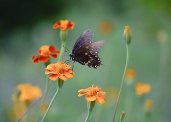 Close-up of butterfly pollinating on flower