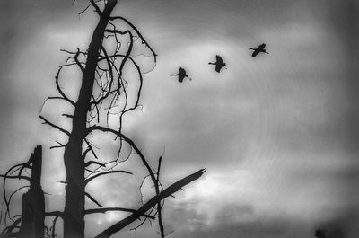 Low angle view of silhouette birds flying against sky