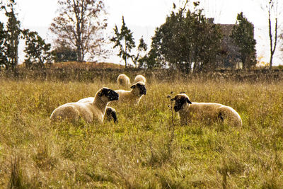 Sheep in the valley. domestic animal life. farm in mountains. large group of sheep.