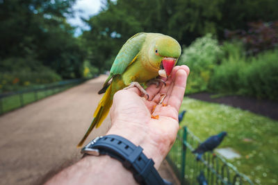 Low section of man holding leaf