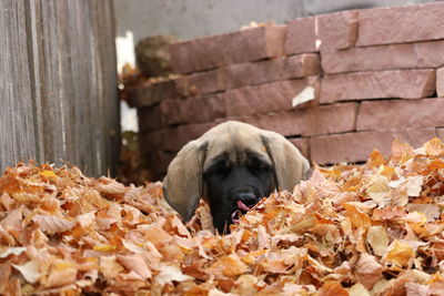 Close-up of dog during autumn