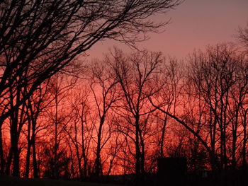 Silhouette of trees at sunset