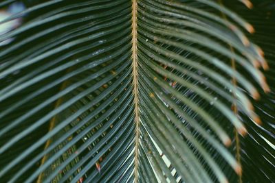 Full frame shot of palm leaves