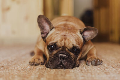 Portrait of dog lying down on mat