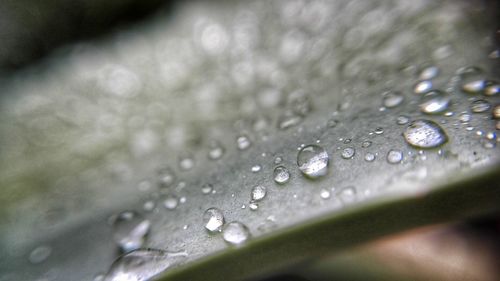 Close-up of water drops on leaf