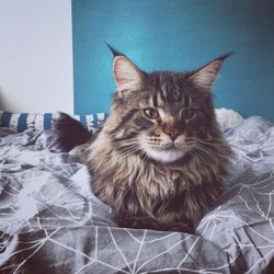 Close-up portrait of cat