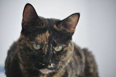 Close-up portrait of cat against white background