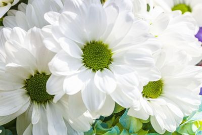 Close-up of white daisy flowers