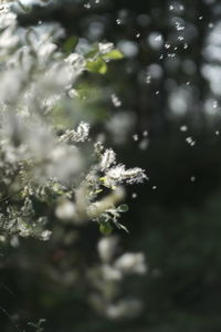 Close-up of flowering plant