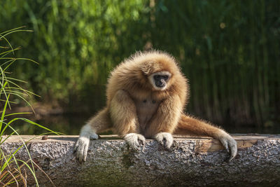 Gibbon monkey sitting on tree