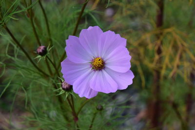 Close-up of white flower