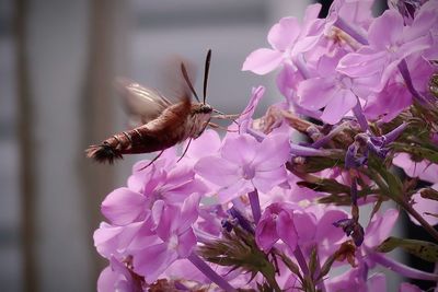 Close-up of bee pollinating on pink flower