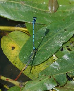 High angle view of insect on leaf