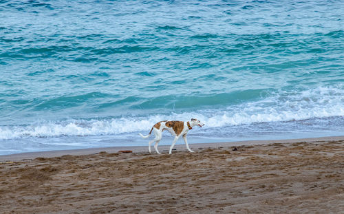 View of a dog on beach