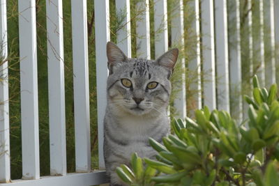Portrait of a cat