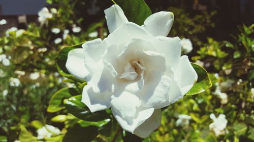 Close-up of white flowers