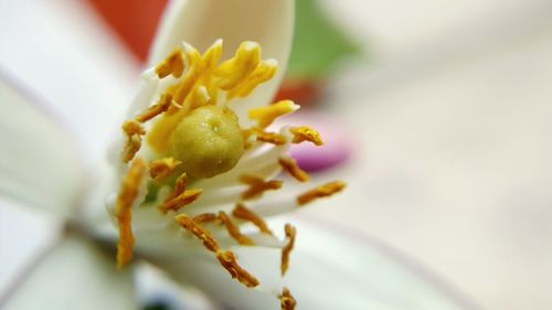 Close-up of flowers against blurred background