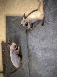 High angle view of cats on wall