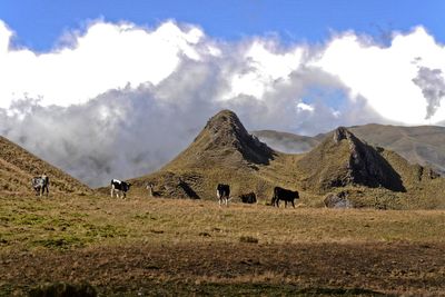 Panoramic view of horses on field against sky