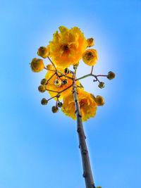 Low angle view of flowering plant against blue sky