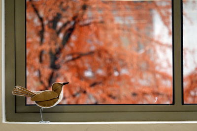 Close-up of bird perching on window