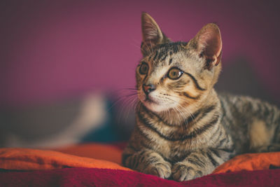 Close-up portrait of a cat