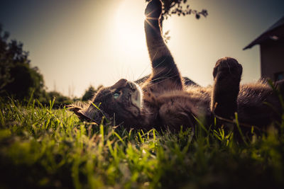 Cat on her back playing with sun as backlight