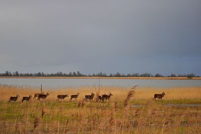 Deer herd on grassy field at oostvaardersplassen against sky