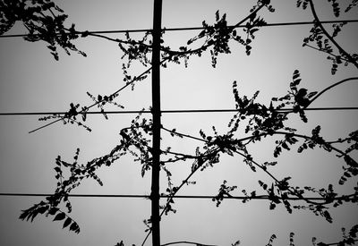 Low angle view of power lines against sky