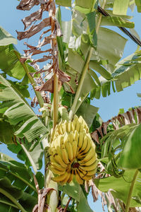 Low angle view of banana tree