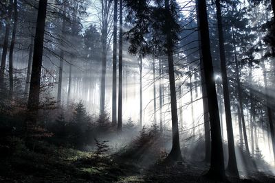 Sunlight streaming through trees in forest