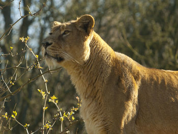 Lion outdoors