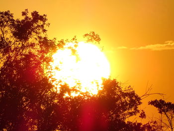 Low angle view of trees against sky at sunset