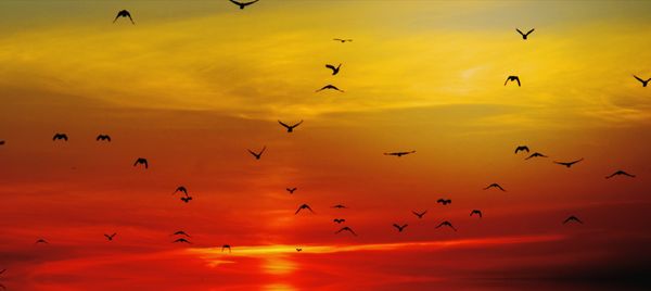 Flock of birds flying in sky at sunset