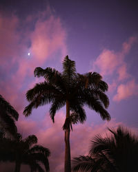 Low angle view of palm tree against sky