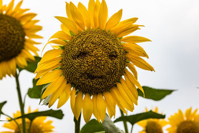 Close-up of sunflowers blooming outdoors