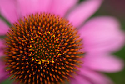 Close-up of pink flower