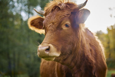 Brown cow grazing on . jersey cow eating green grass on pasture