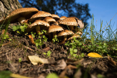 Close-up of mushroom growing by tree trunk