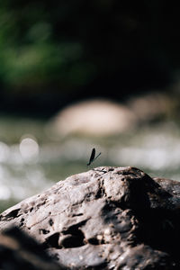 Close-up of insect on rock